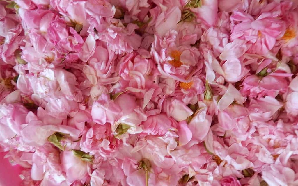 Home-Slide-rose-petals.jpg