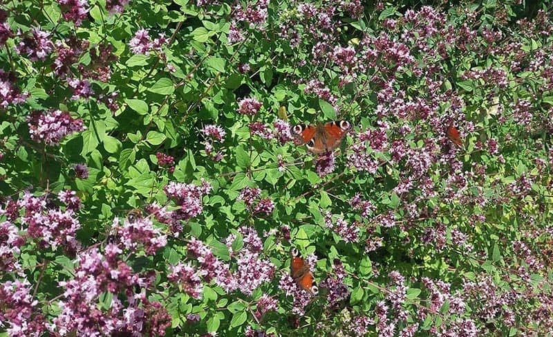 Origanum-vulgare-flowers.jpg