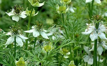 black-cumin-field.jpg