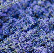 Organic Lavender Essential Oil