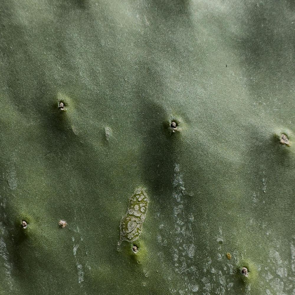 prickly-pear.jpg