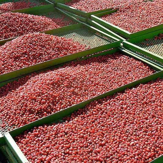 sq-rosehips-drying_2.jpg