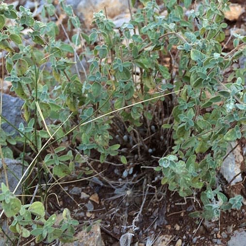 square-wild-oregano.jpg