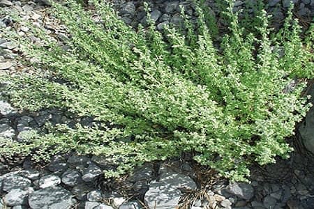 wild-oregano-slide2.jpg