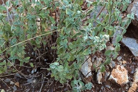 wild-oregano-slide6.jpg